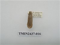 藏品(淡墨苔蛾)的圖片